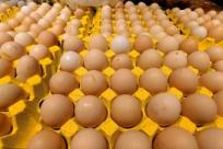 鸡蛋价格小幅下调 春节后鸡蛋价格怎么走？