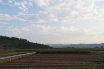 沧州完成夏播606.7万亩 下一步将做好田间管理